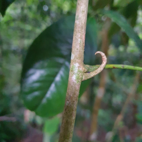 Luvunga eleutherandra