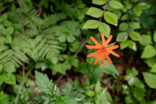Lychnis cognata