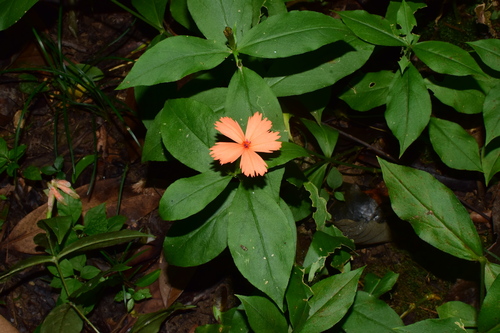 Lychnis senno