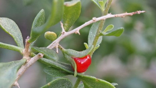Lycium brevipes