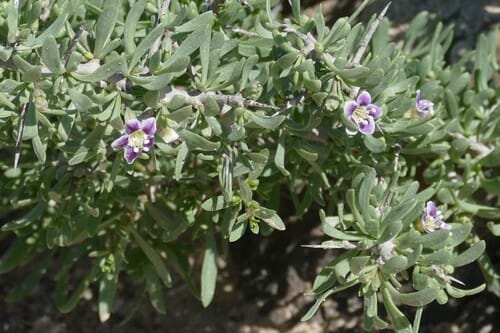 Lycium decumbens