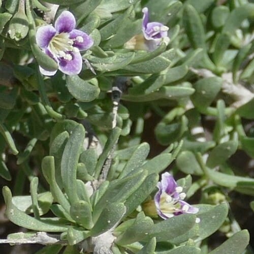 Lycium decumbens