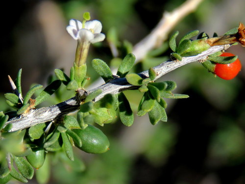 Lycium horridum