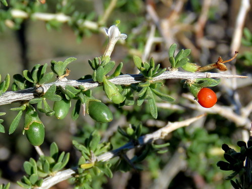 Lycium horridum