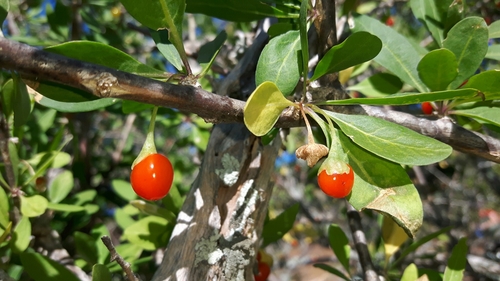 Lycium oxycarpum