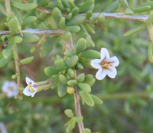 Lycium tetrandrum