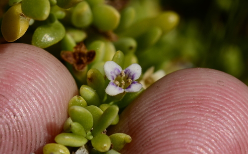 Lycium tetrandrum