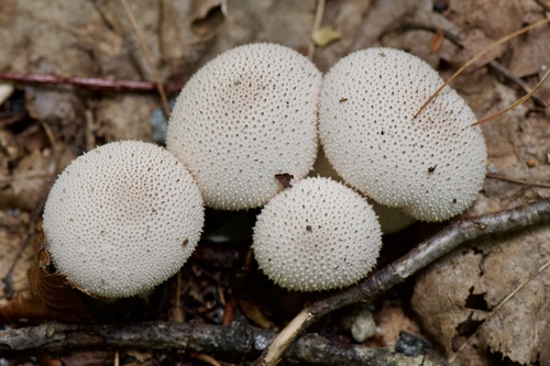 Lycoperdon gemmatum