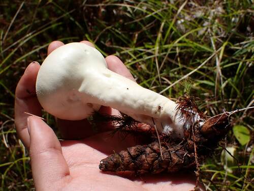 Lycoperdon muscorum