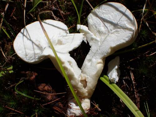 Lycoperdon muscorum