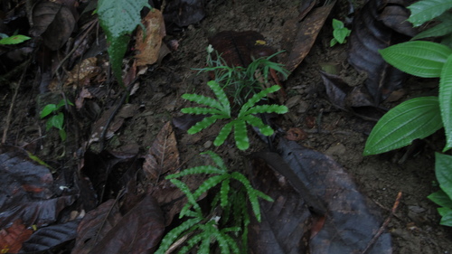Lygodium digitatum