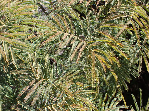 Lysiloma acapulcense