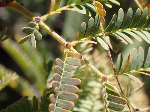 Lysiloma acapulcense