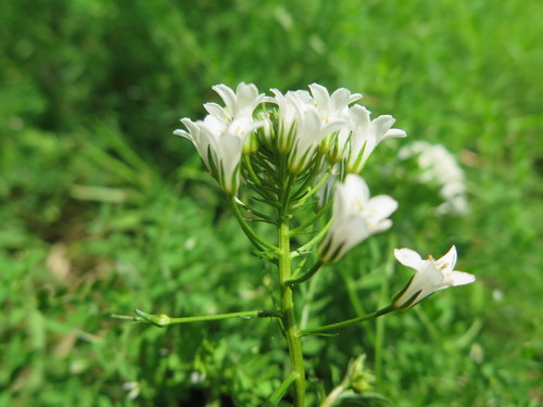 Lysimachia candida