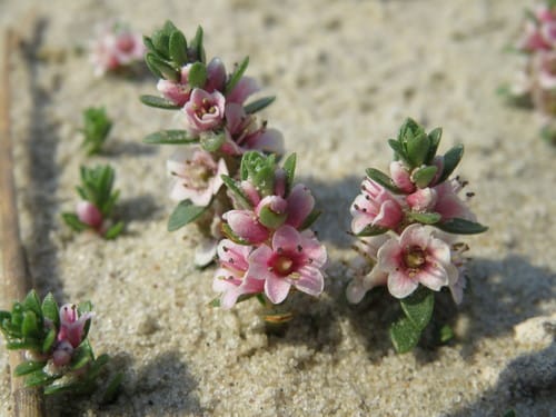 Lysimachia maritima