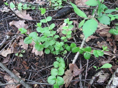 Lysimachia nummularia