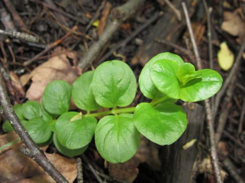Lysimachia nummularia