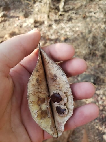Lysiphyllum hookeri