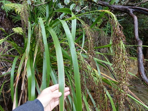 Machaerina sinclairii