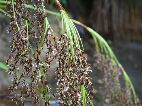 Machaerina sinclairii