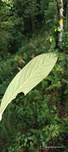 Machilus edulis