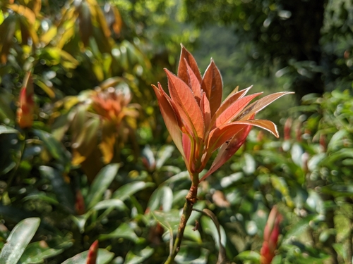 Machilus thunbergii