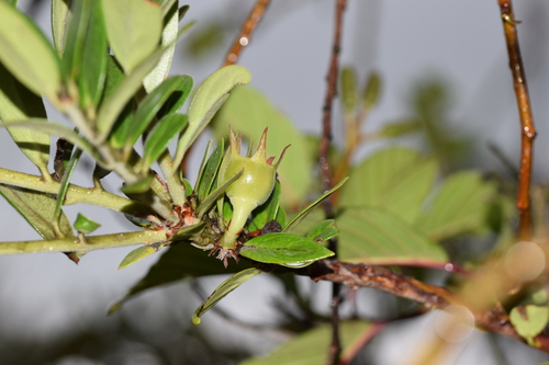 Macleania salapa
