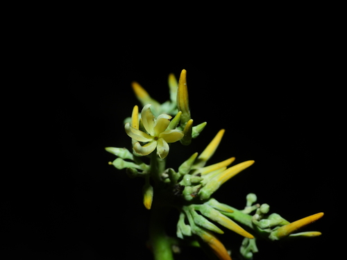 Macoubea guianensis