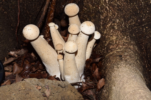 Macrocybe gigantea