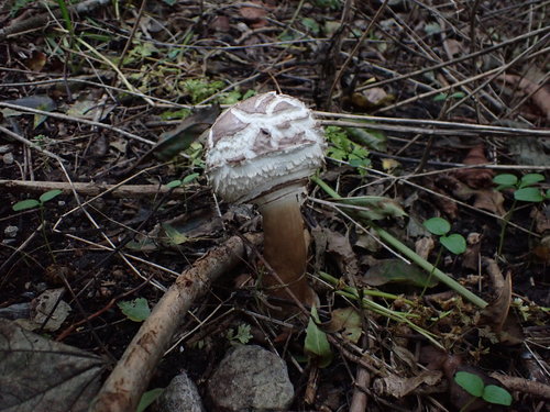 Macrolepiota rhacodes