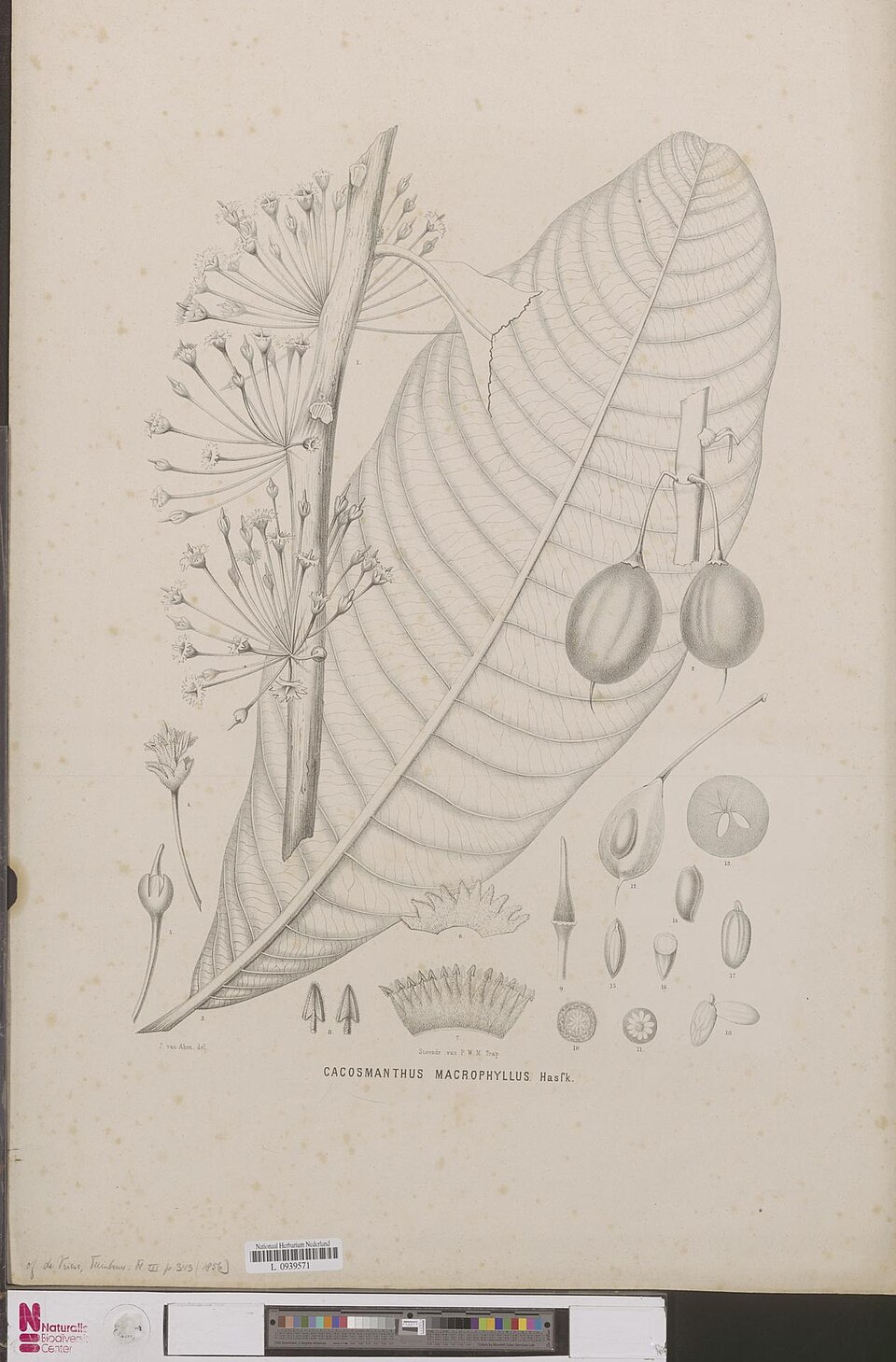 Madhuca macrophylla