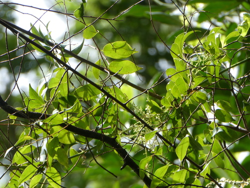 Maesa ramentacea