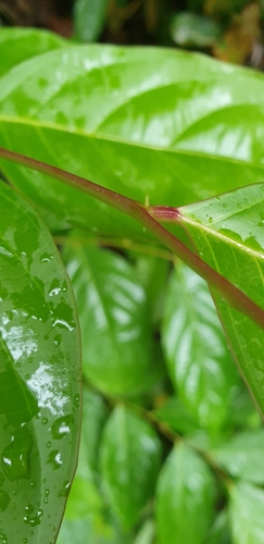 Maesa ramentacea