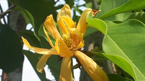 Magnoliaceae