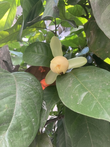 Magnolia coco