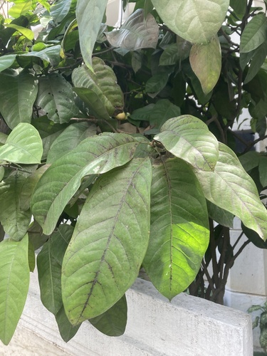 Magnolia coco