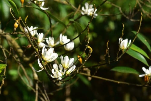Magnolia compressa