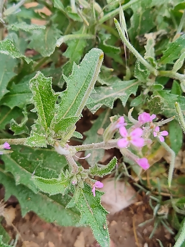 Malcolmia africana