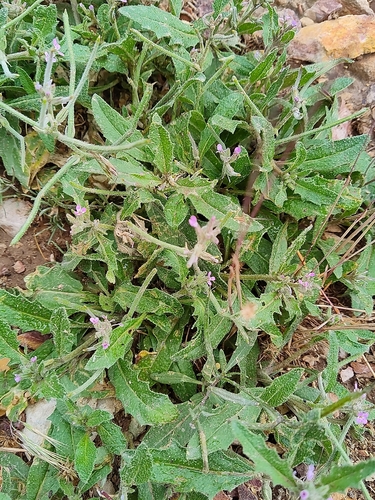 Malcolmia africana