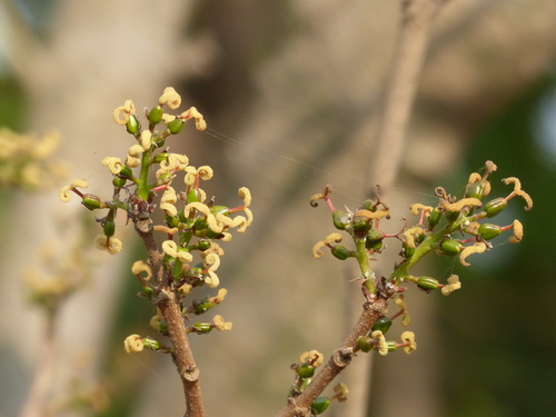 Mallotus polycarpus