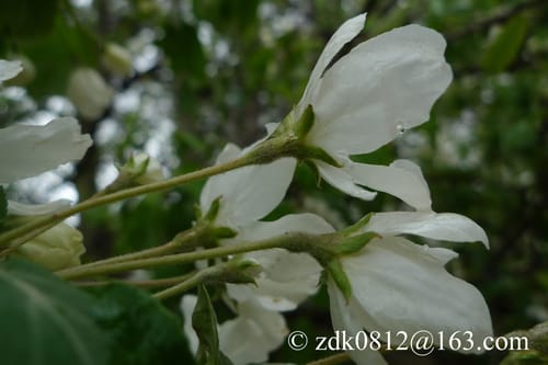 Malus rockii