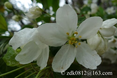 Malus rockii