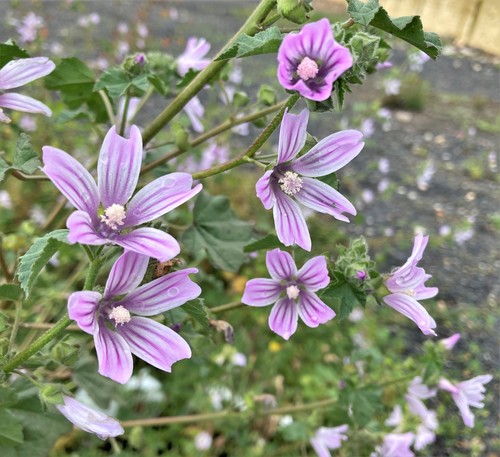 Malva multiflora