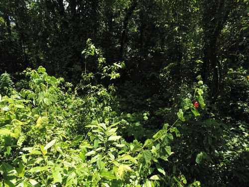 Malvaviscus concinnus