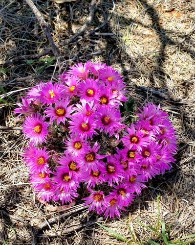 Mammillaria wrightii