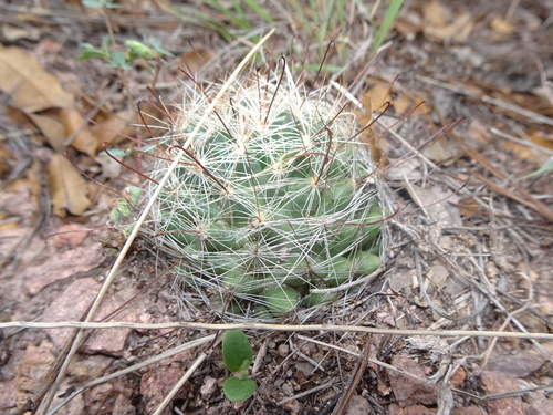 Mammillaria wrightii