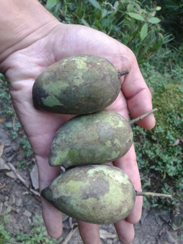 Mangifera sylvatica