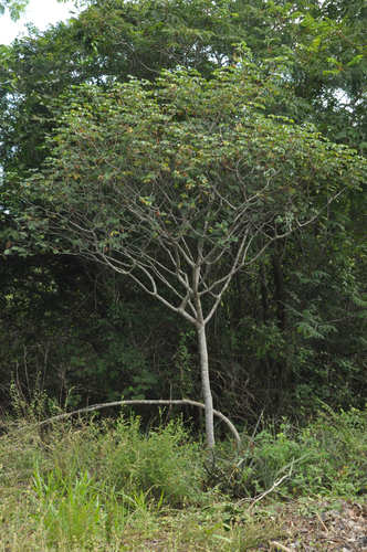 Manihot caerulescens