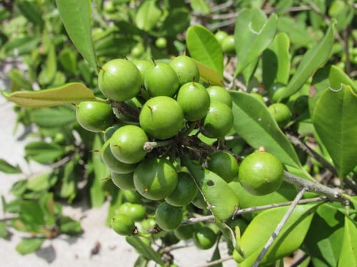 Manilkara subsericea