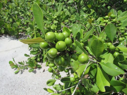 Manilkara subsericea